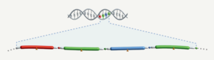 sequencing; sequencing by expansion